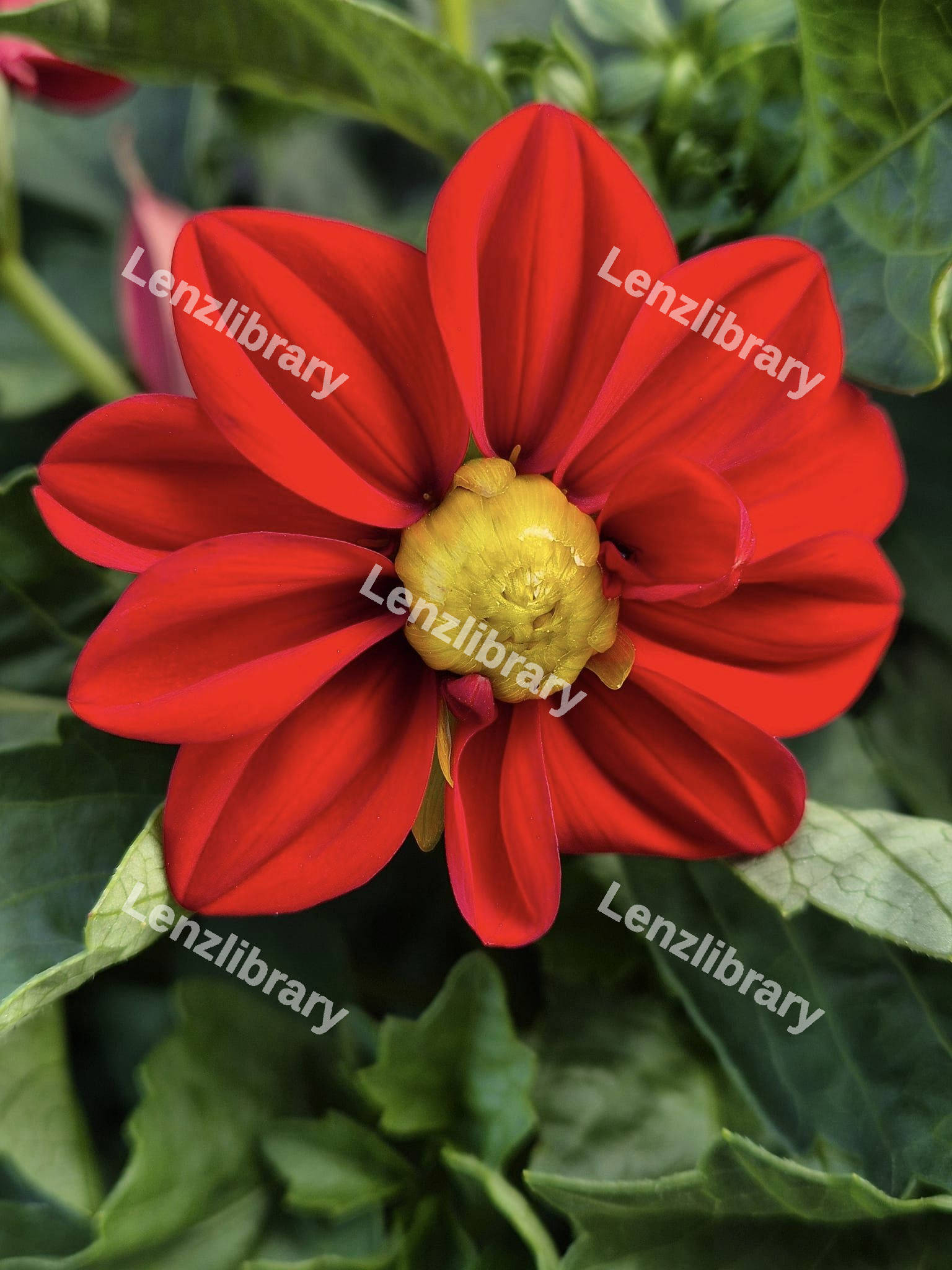 Red Dahlia Flower